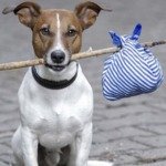 Animais para adoção