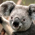 Profile picture of Coala Revo