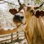Apoio a santuários e protetores animalistas